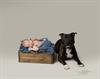 baby and dog photographer Cwmbran