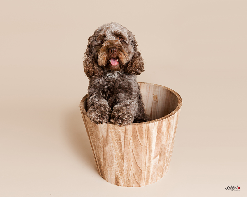 pet photographer Cardiff