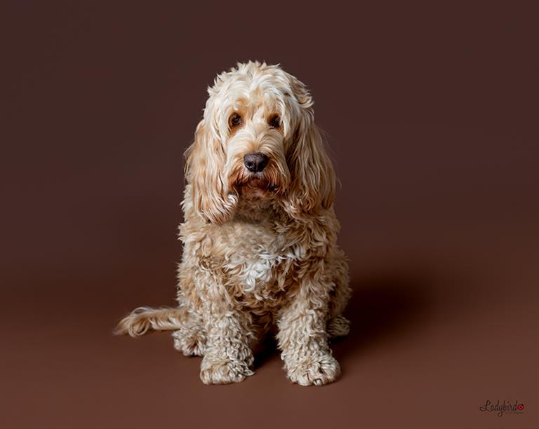 pet portraits Cardiff